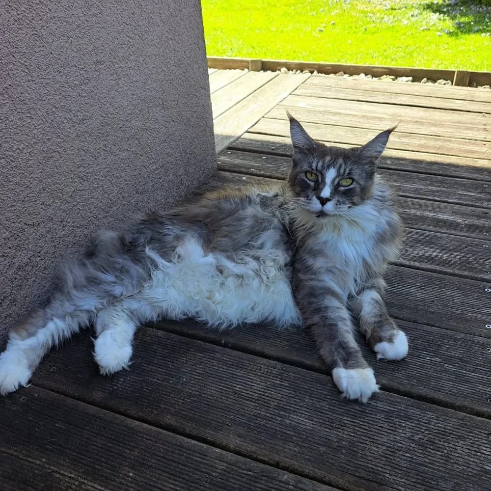 Inara, female senior Mixed Breed Cat for adoption at Tierheim Hallein, Hallein