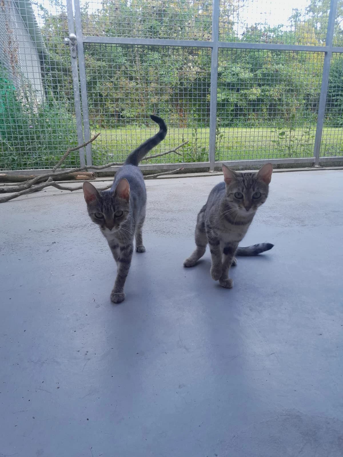 SERAFINA, getigert female mixed breed for adoption at Tierheim Krems, Krems