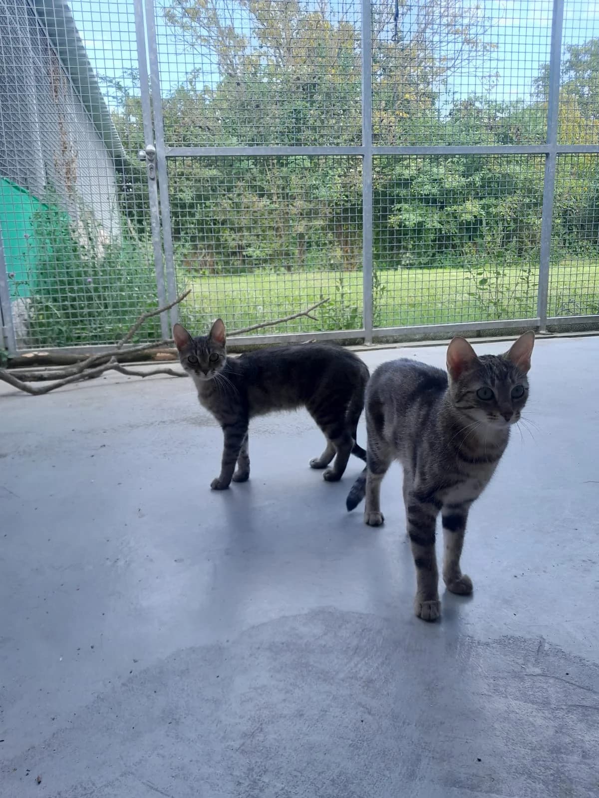 SERAFINA, getigert female mixed breed for adoption at Tierheim Krems, Krems — photo 2 of 4