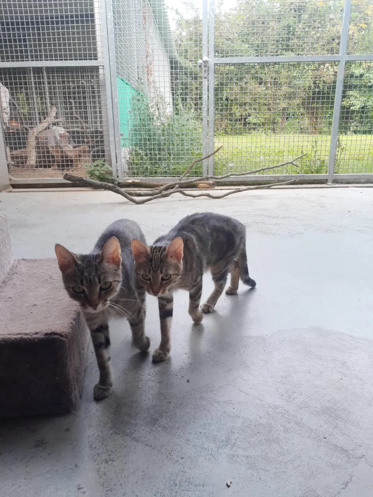 SERAFINA, getigert female mixed breed for adoption at Tierheim Krems, Krems — photo 3 of 4