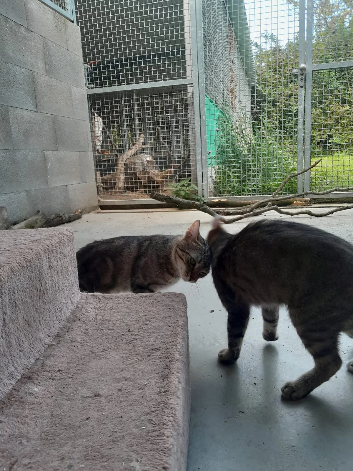 SERAFINA, getigert female mixed breed for adoption at Tierheim Krems, Krems — photo 4 of 4