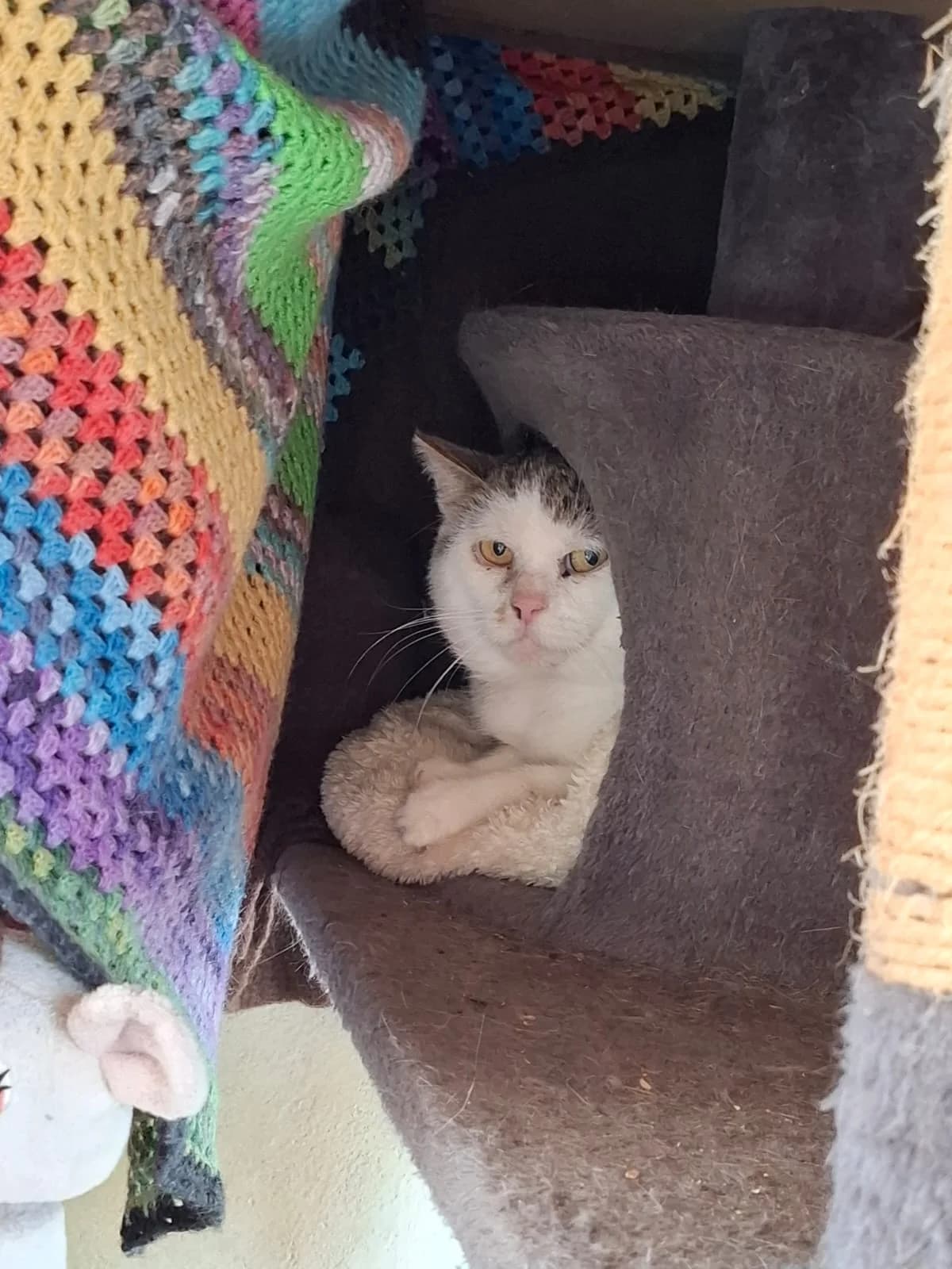 MUTZI, weiß, getigert male mixed breed for adoption at Tierheim Krems, Krems