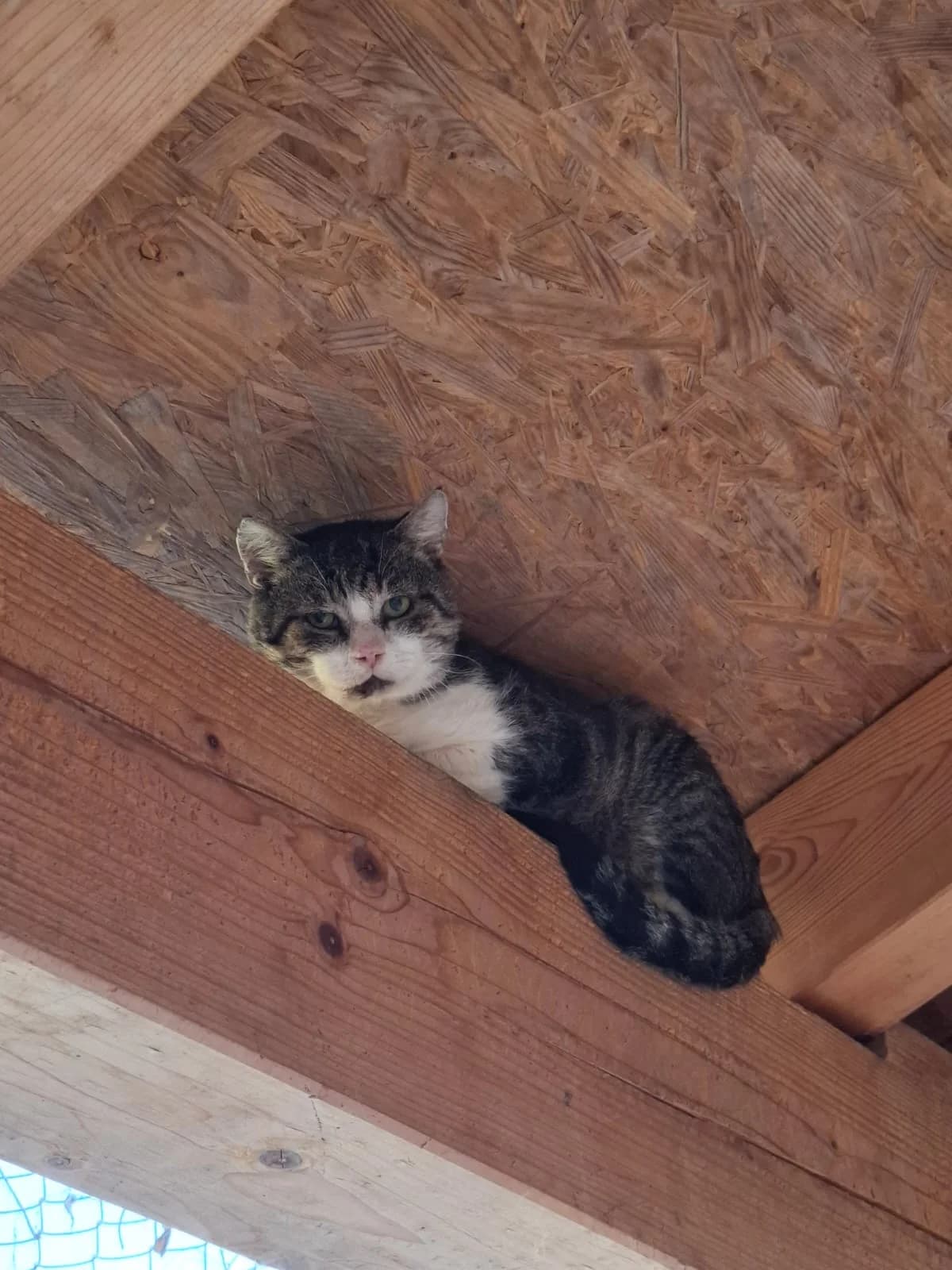 MUTZI, weiß, getigert male mixed breed for adoption at Tierheim Krems, Krems — photo 2 of 2