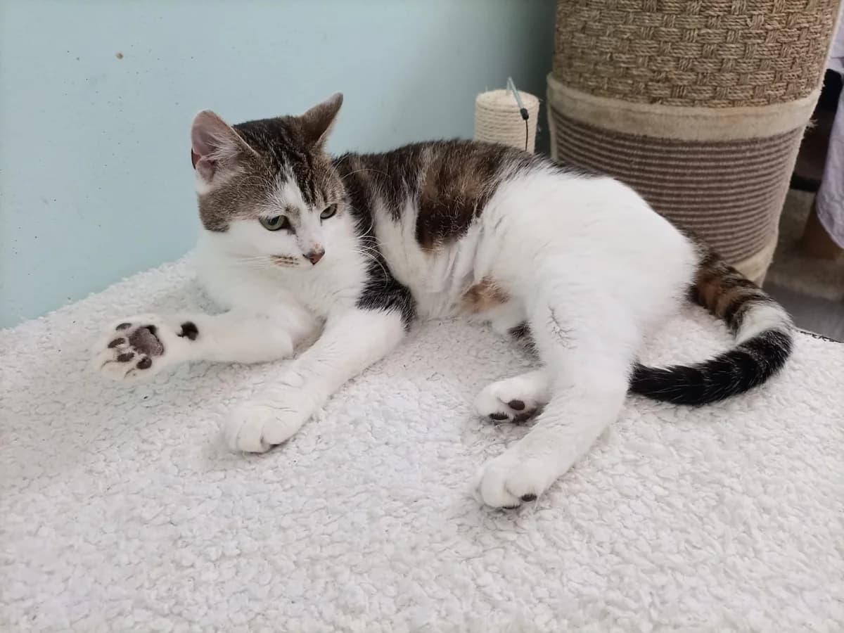 HERMINE, weiß-getigert female young Mixed Breed Cat for adoption at Tierheim Krems, Krems an der Donau