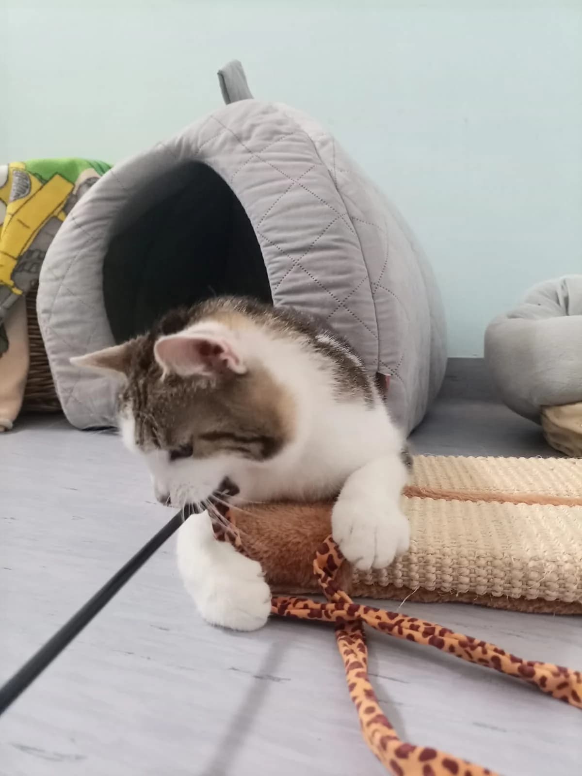 HERMINE, weiß-getigert female Mixed Breed Cat for adoption at Tierheim Krems, Krems — photo 2 of 6