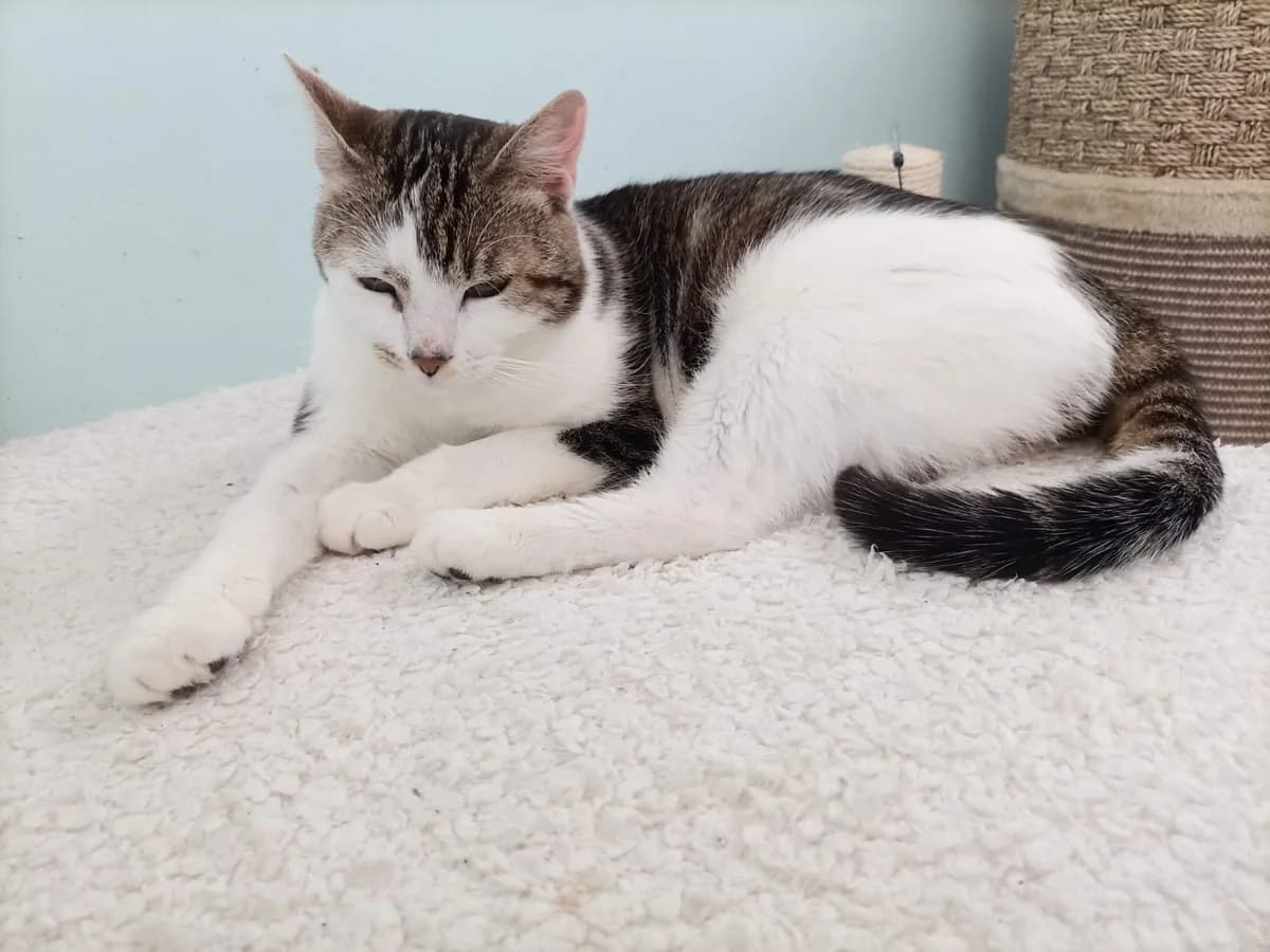 HERMINE, weiß-getigert female Mixed Breed Cat for adoption at Tierheim Krems, Krems — photo 3 of 6