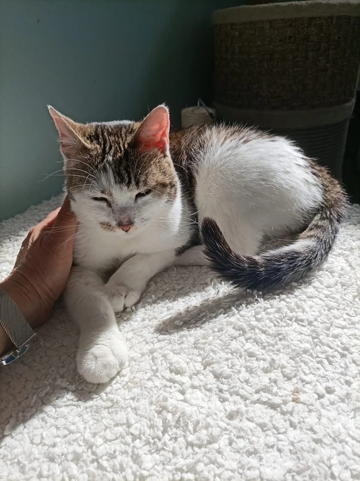 HERMINE, weiß-getigert female Mixed Breed Cat for adoption at Tierheim Krems, Krems — photo 4 of 6