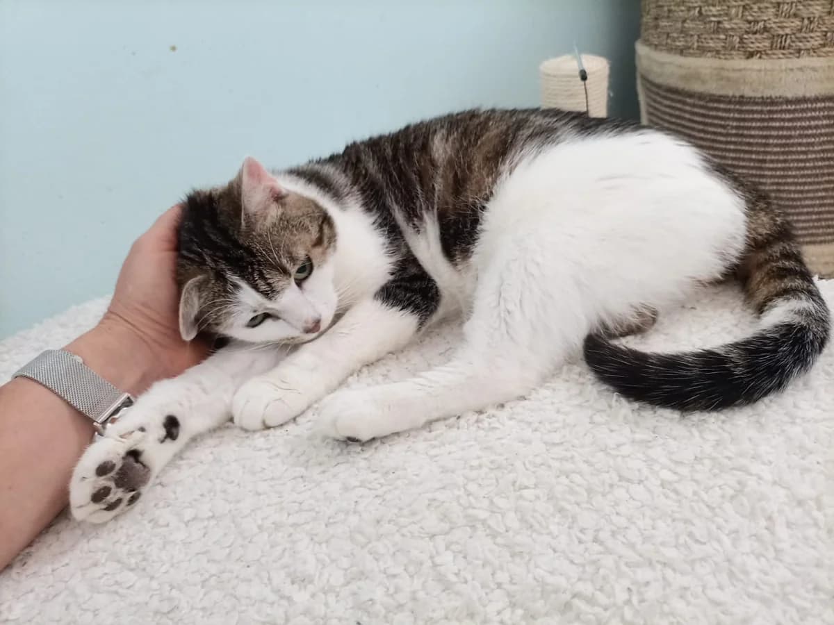 HERMINE, weiß-getigert female Mixed Breed Cat for adoption at Tierheim Krems, Krems — photo 5 of 6