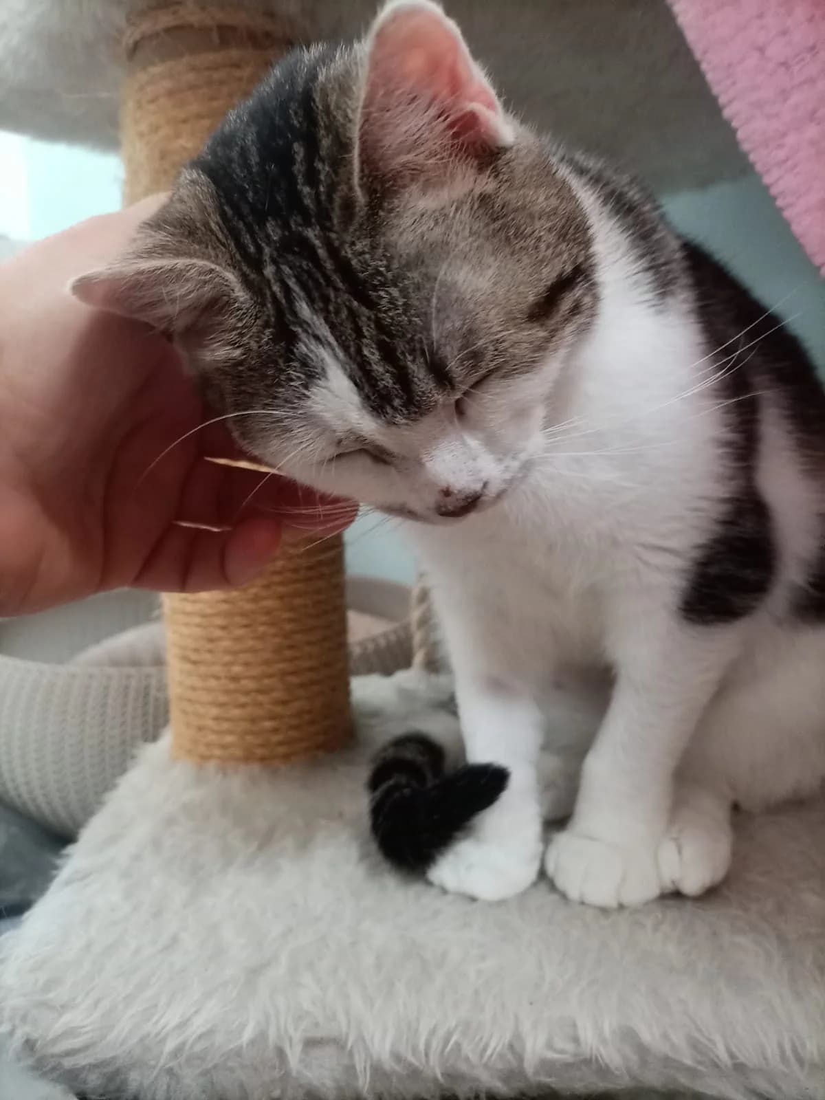 HERMINE, weiß-getigert female Mixed Breed Cat for adoption at Tierheim Krems, Krems — photo 6 of 6