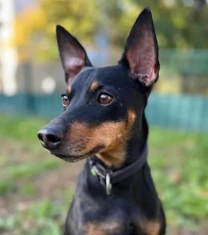 BANDIT, male 7yo Mixed Breed for adoption at Tierheim Krems, Krems an der Donau