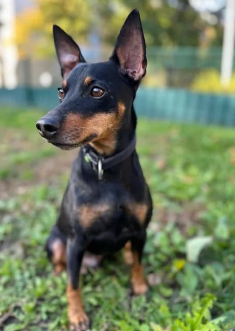 BANDIT, male Mixed Breed for adoption at Tierheim Krems, Krems — photo 2 of 5
