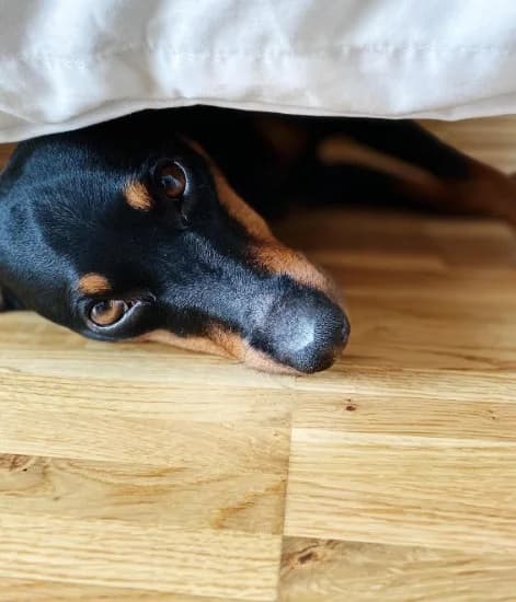 BANDIT, male Mixed Breed for adoption at Tierheim Krems, Krems — photo 3 of 5