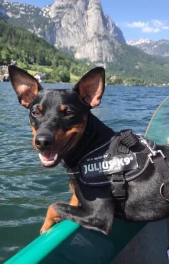 BANDIT, male Mixed Breed for adoption at Tierheim Krems, Krems — photo 4 of 5