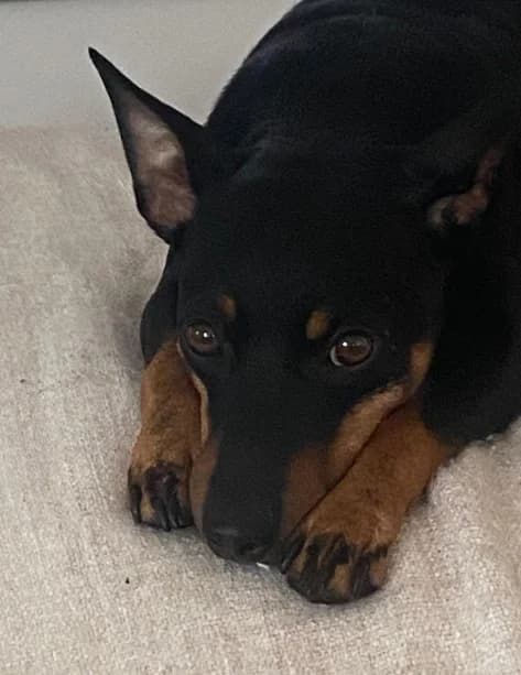 BANDIT, male Mixed Breed for adoption at Tierheim Krems, Krems — photo 5 of 5