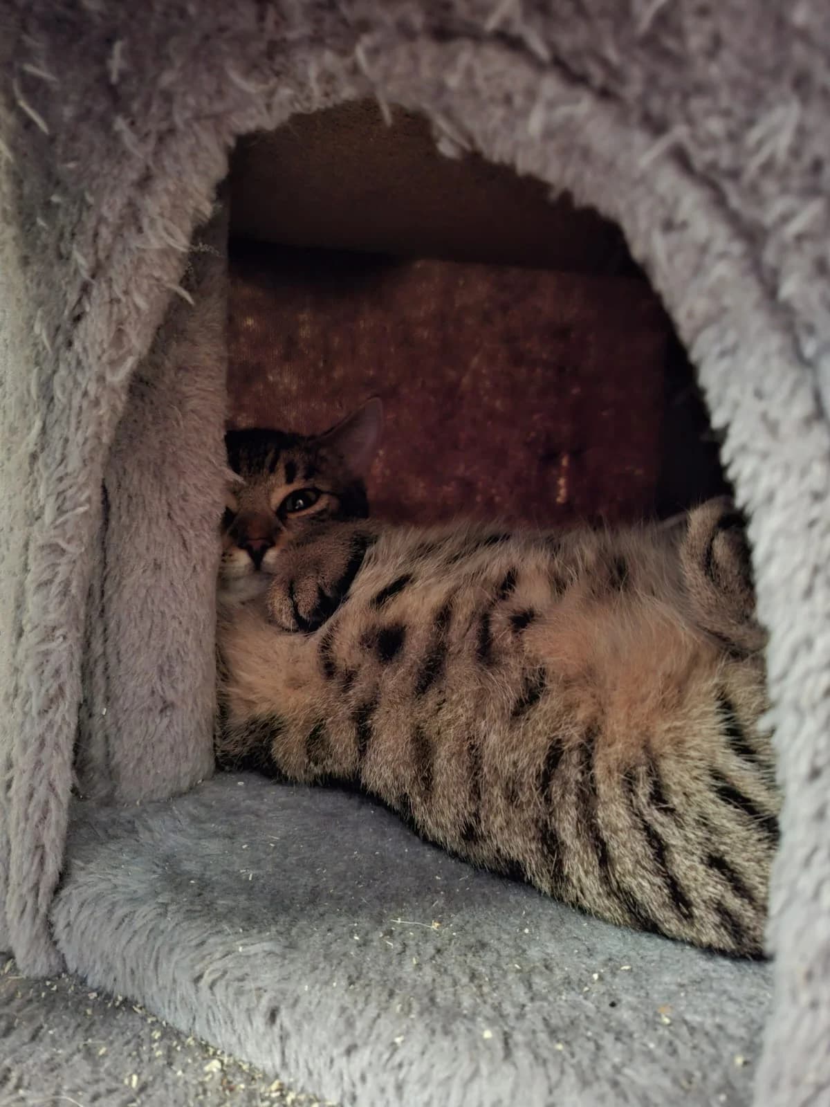 LYNN & LAVON, braun getigert female Mixed Breed Cat for adoption at Tierheim Krems, Krems