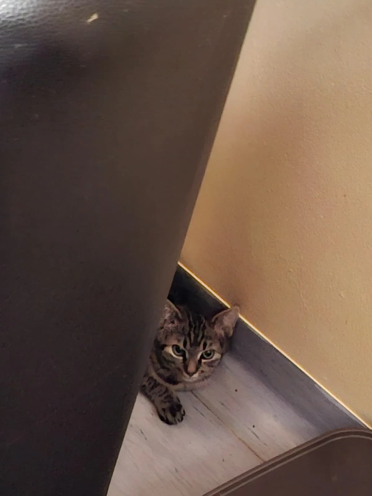 LYNN & LAVON, braun getigert female Mixed Breed Cat for adoption at Tierheim Krems, Krems — photo 2 of 3