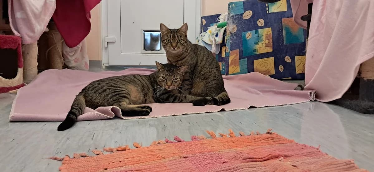 LYNN & LAVON, braun getigert female Mixed Breed Cat for adoption at Tierheim Krems, Krems — photo 3 of 3