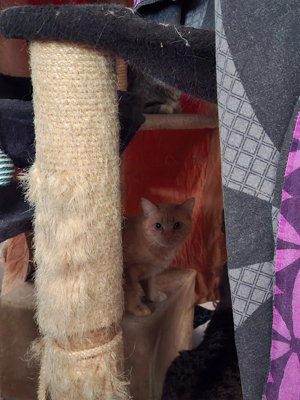 CAMILLE, orange getigert female Mixed Breed Cat for adoption at Tierheim Krems, Krems