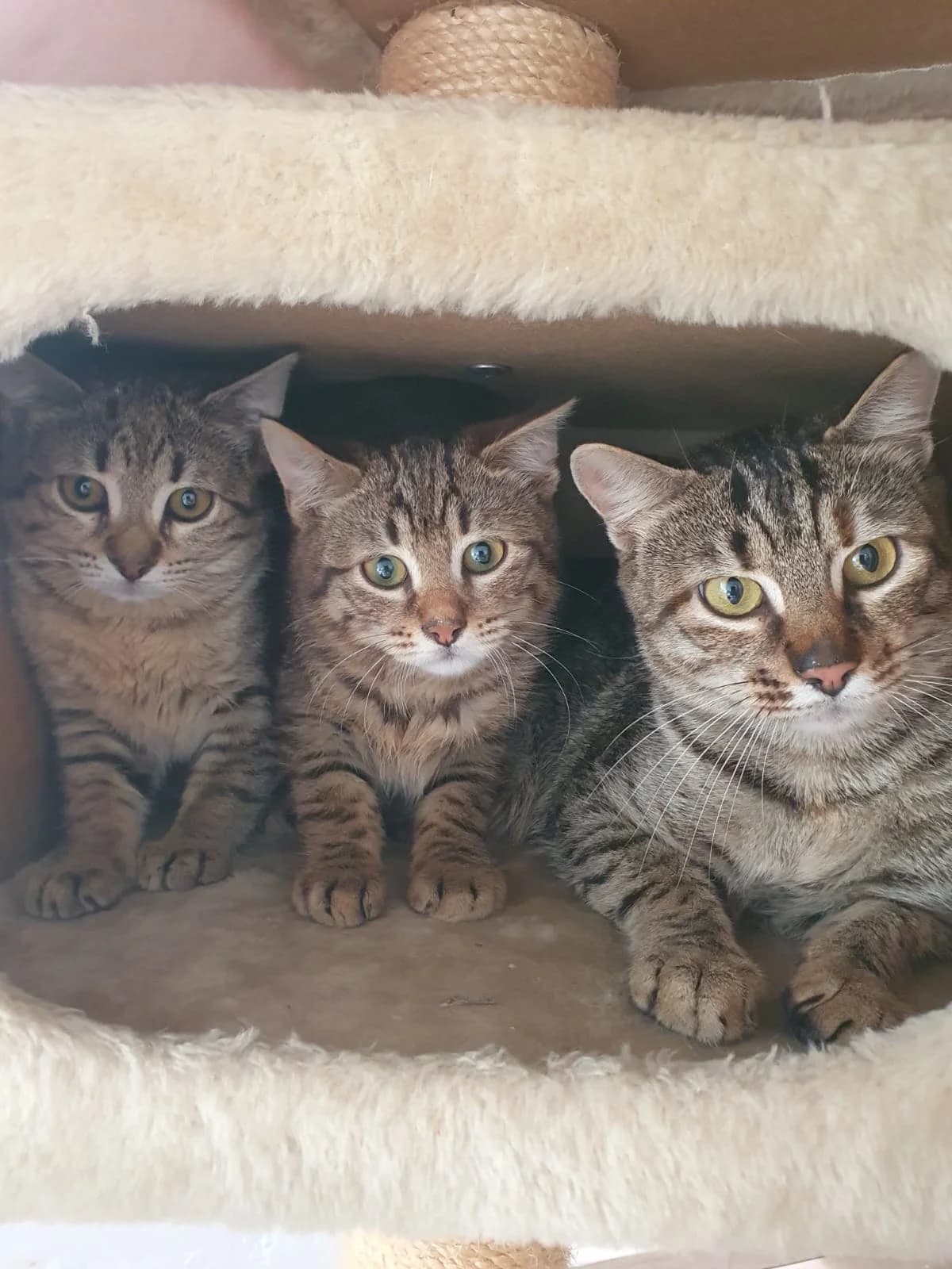 ANTHINA, getigert female young Mixed Breed Cat for adoption at Tierheim Krems, Krems an der Donau