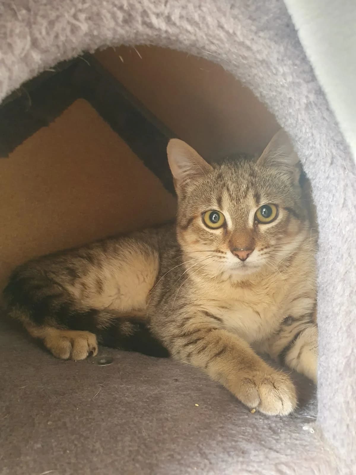 ANTHINA, getigert female Mixed Breed Cat for adoption at Tierheim Krems, Krems — photo 2 of 2