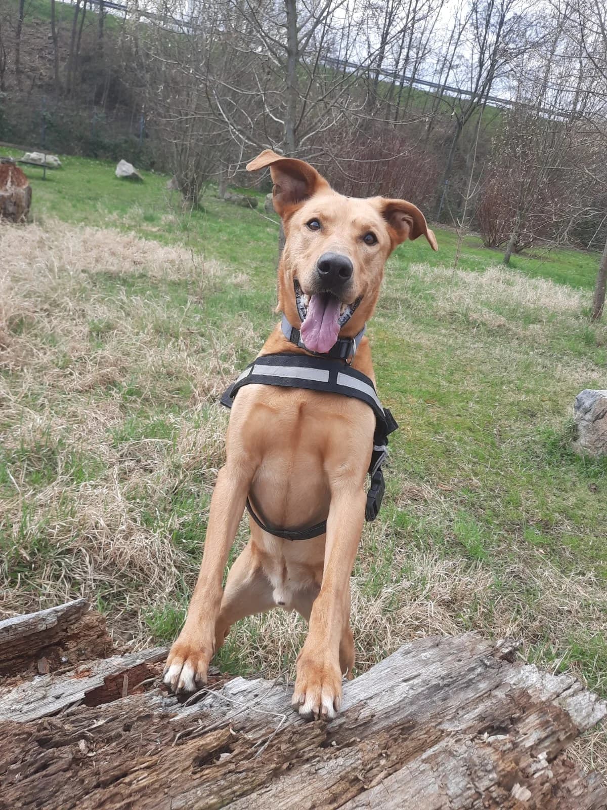 MALI, male Mixed Breed for adoption at Tierheim Krems, Krems — photo 2 of 3