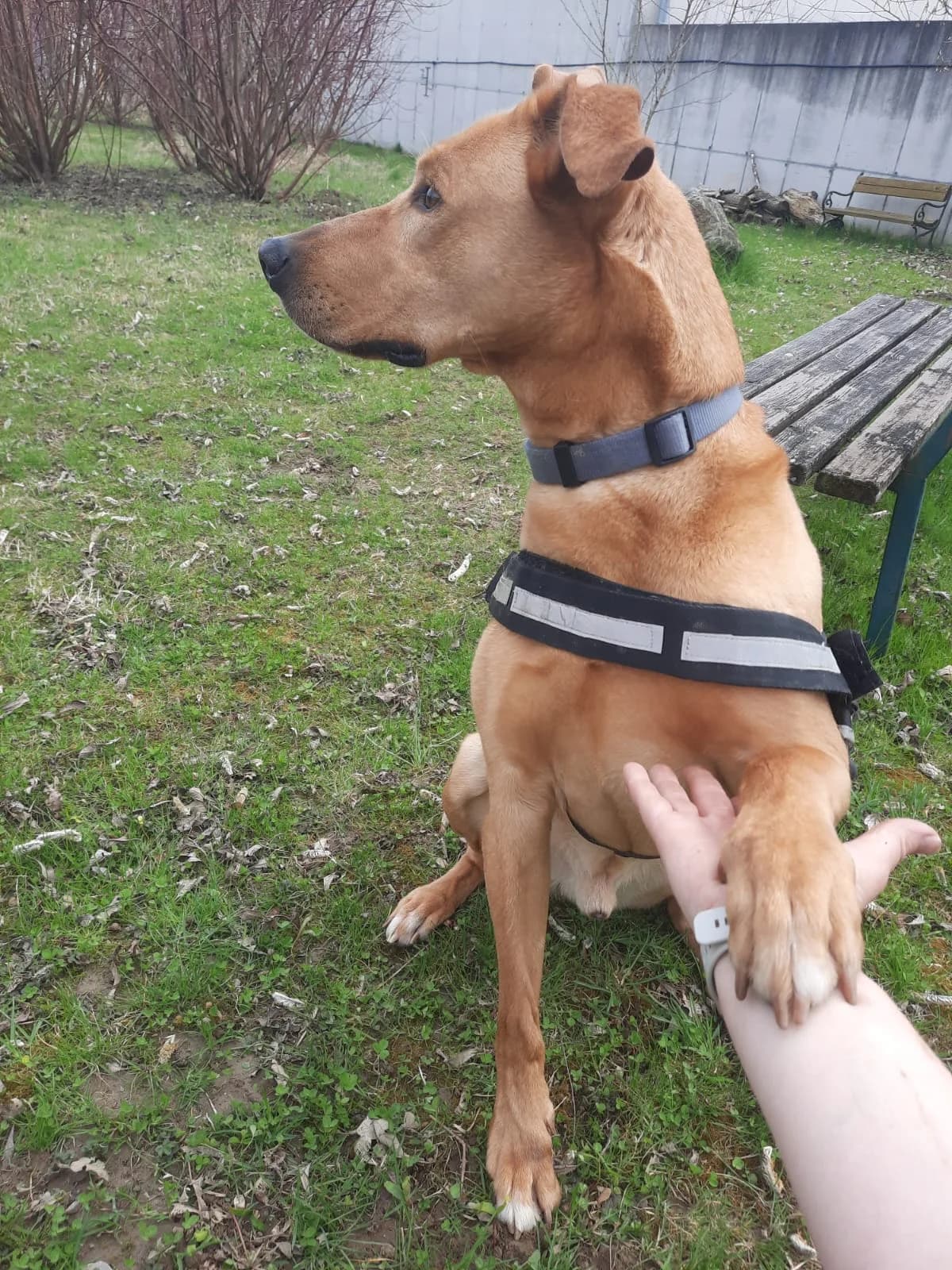MALI, male Mixed Breed for adoption at Tierheim Krems, Krems — photo 3 of 3