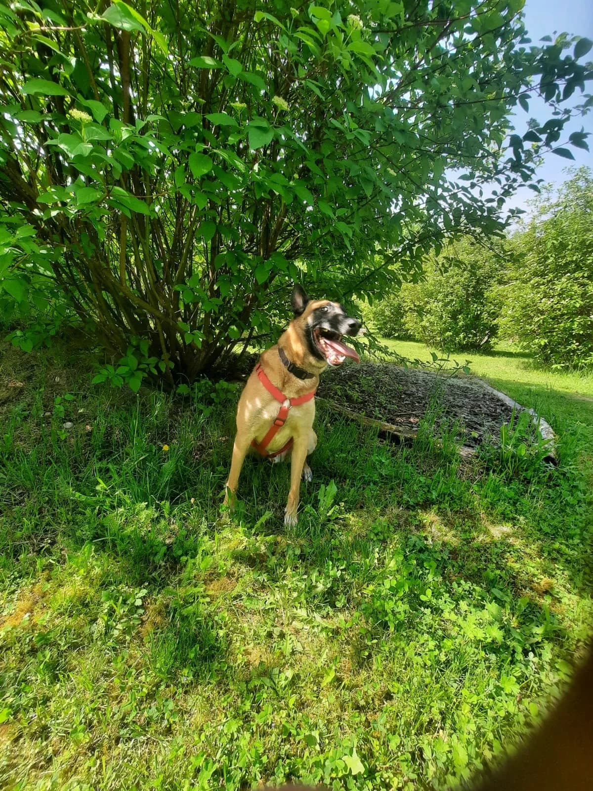 ARON, male Belgian Malinois for adoption at Tierheim Krems, Krems