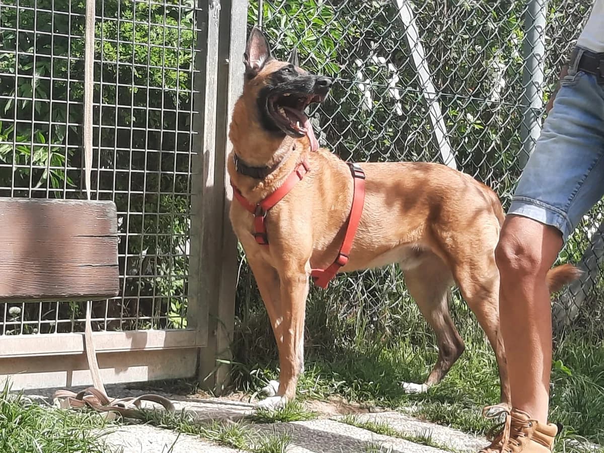 ARON, male Belgian Malinois for adoption at Tierheim Krems, Krems — photo 2 of 4