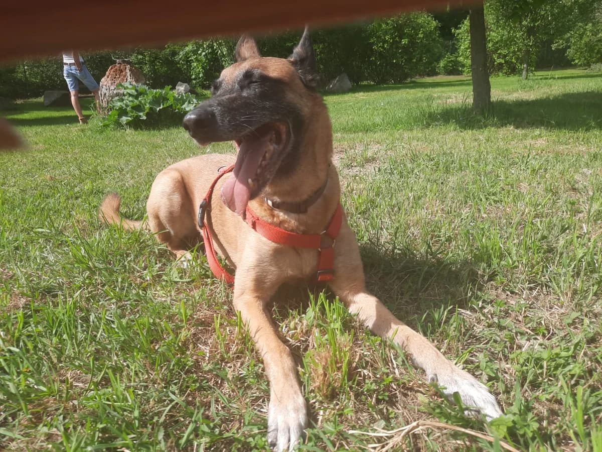 ARON, male Belgian Malinois for adoption at Tierheim Krems, Krems — photo 3 of 4