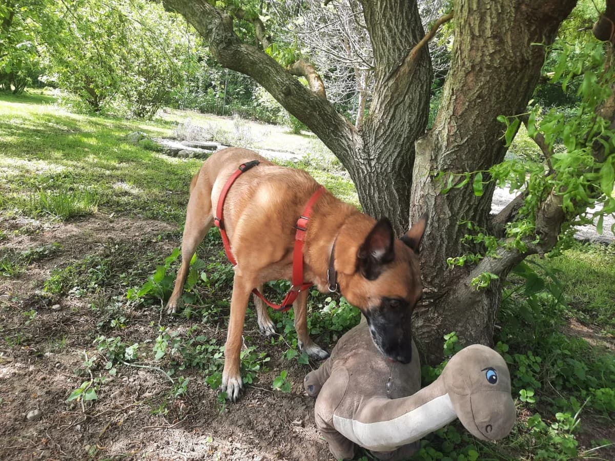 ARON, male Belgian Malinois for adoption at Tierheim Krems, Krems — photo 4 of 4