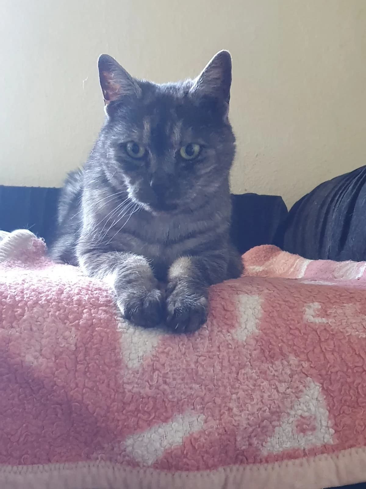 PIPPA, grau/dunkel getigert female senior Mixed Breed Cat for adoption at Tierheim Krems, Krems an der Donau