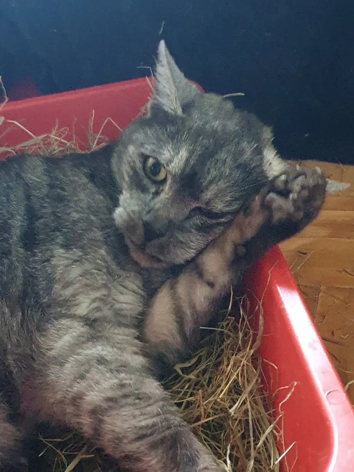 PIPPA, grau/dunkel getigert female Mixed Breed Cat for adoption at Tierheim Krems, Krems — photo 2 of 4