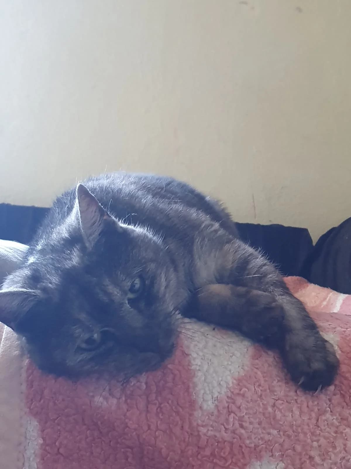 PIPPA, grau/dunkel getigert female Mixed Breed Cat for adoption at Tierheim Krems, Krems — photo 3 of 4