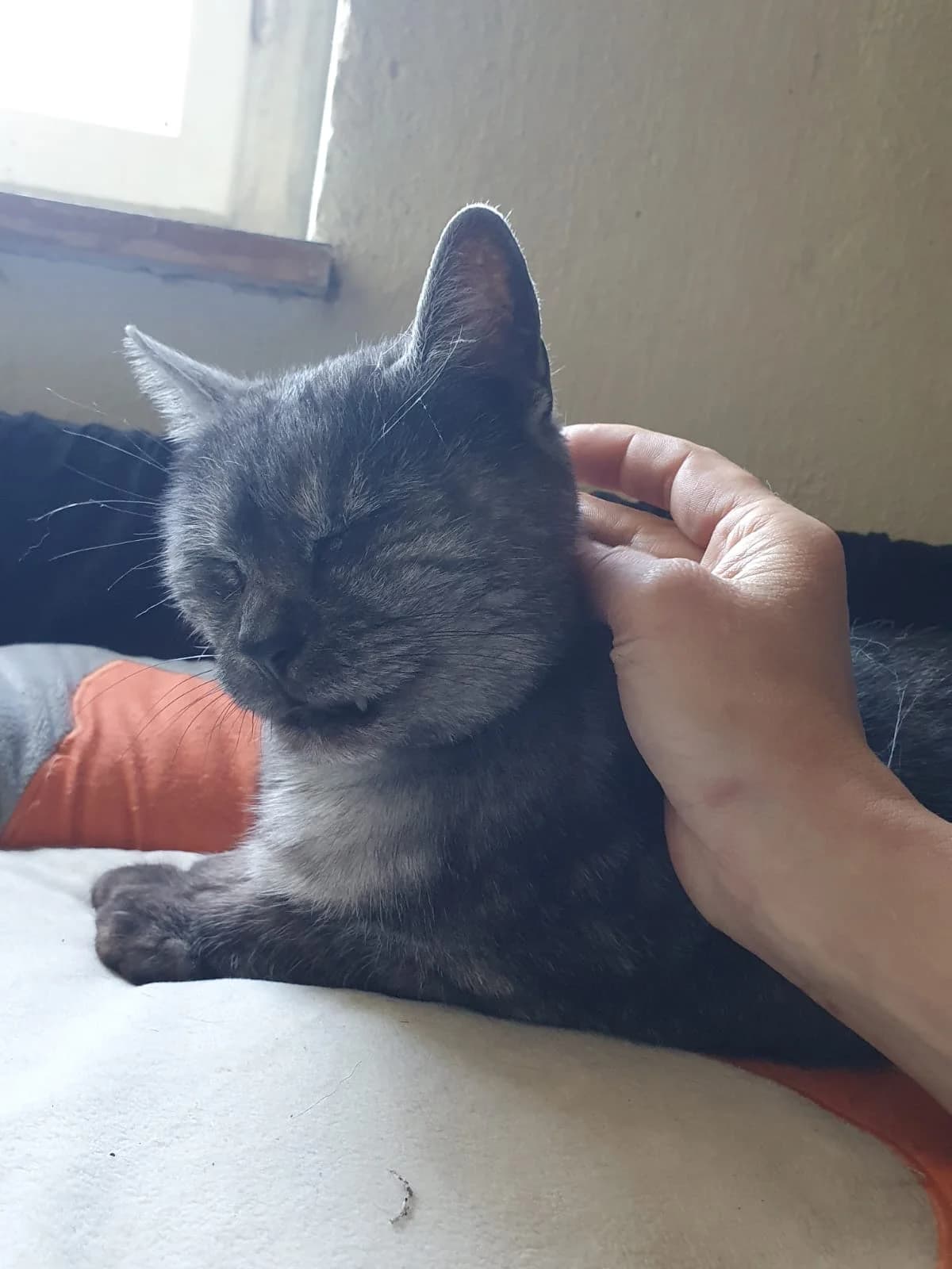 PIPPA, grau/dunkel getigert female Mixed Breed Cat for adoption at Tierheim Krems, Krems — photo 4 of 4