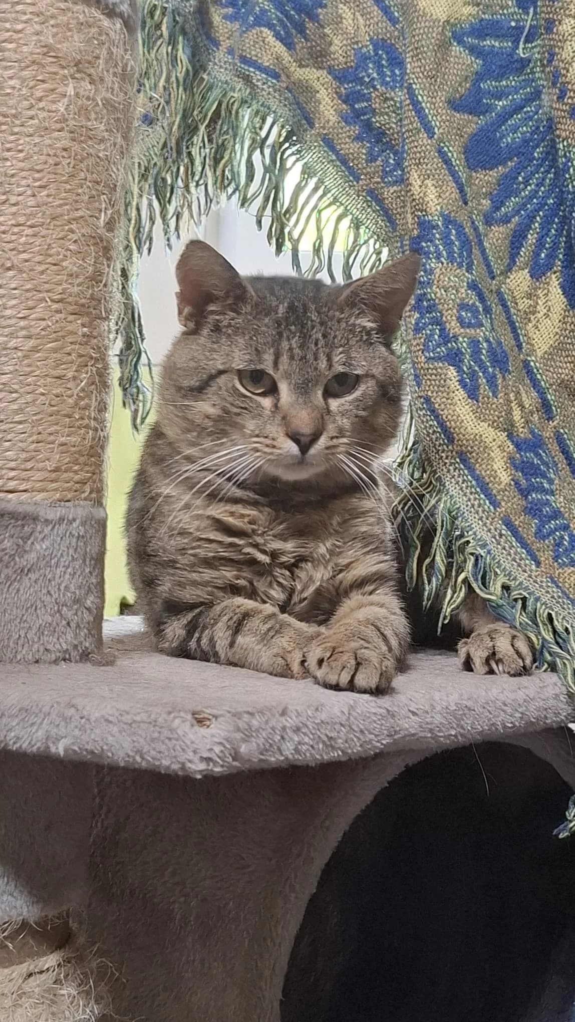 WINNIE PUH, getigert male Mixed Breed Cat for adoption at Tierheim Krems, Krems