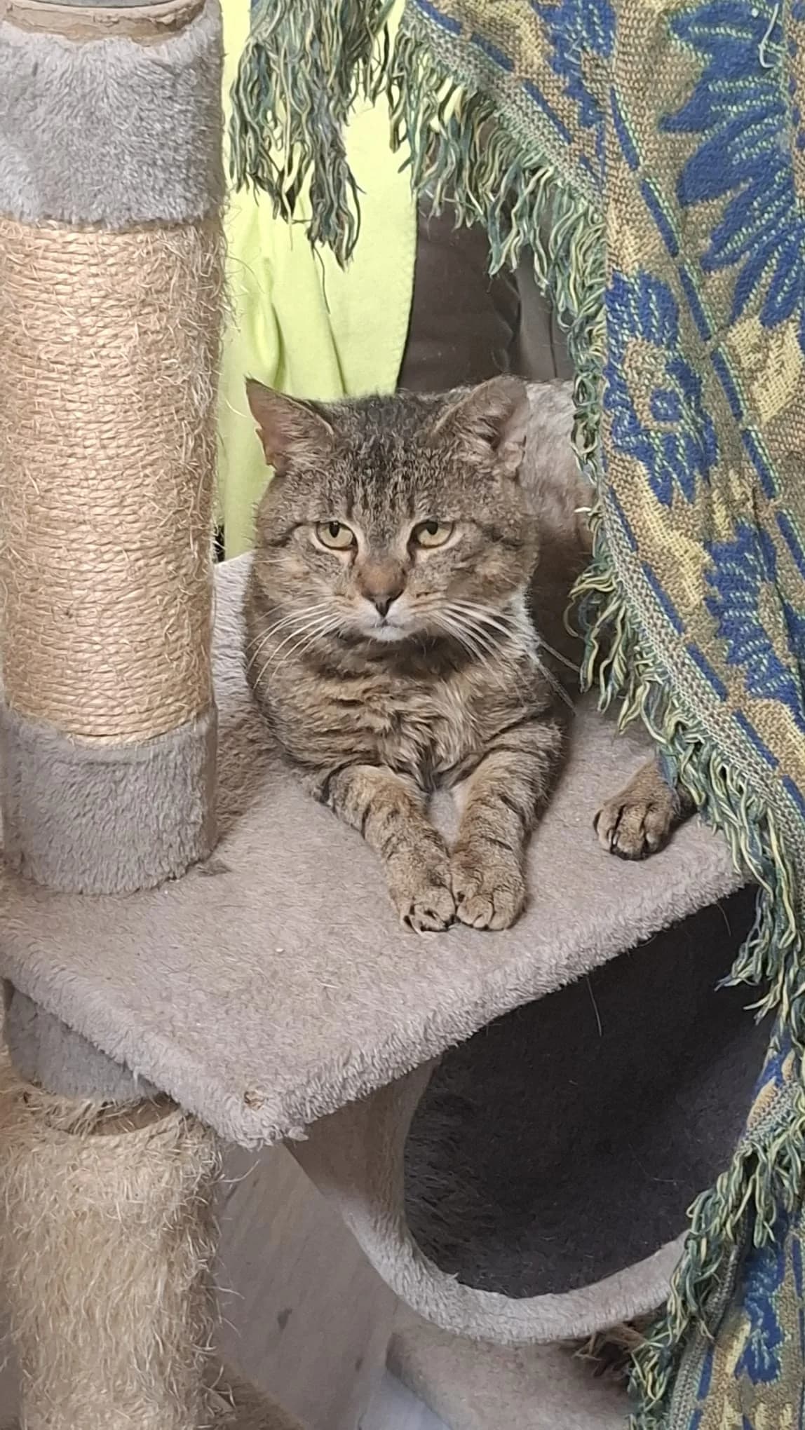 WINNIE PUH, getigert male Mixed Breed Cat for adoption at Tierheim Krems, Krems — photo 2 of 4