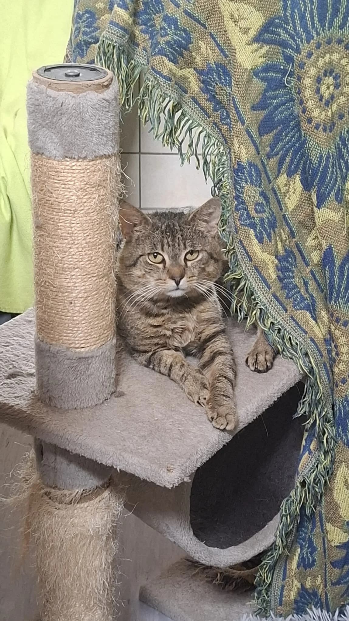 WINNIE PUH, getigert male Mixed Breed Cat for adoption at Tierheim Krems, Krems — photo 3 of 4