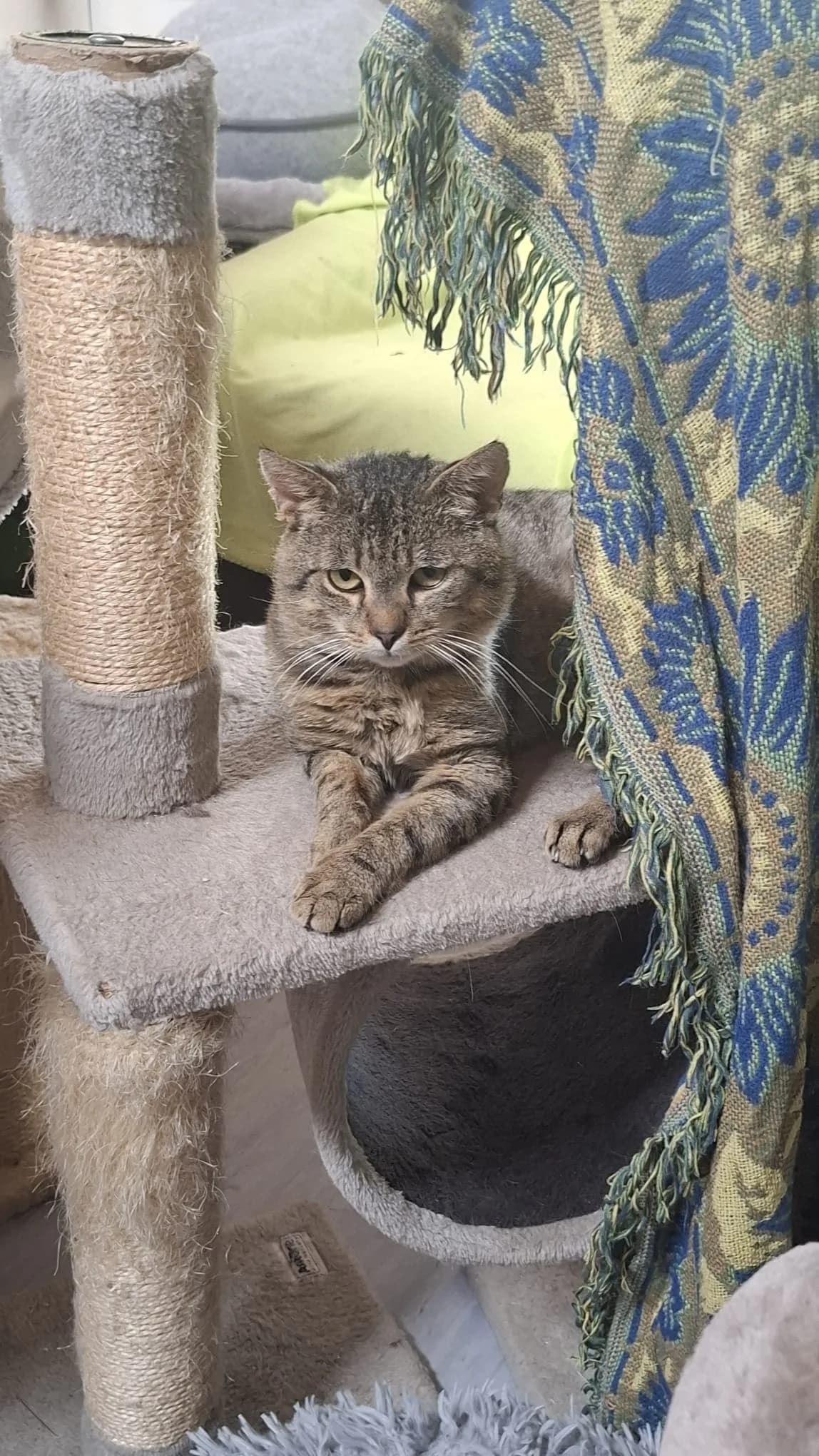 WINNIE PUH, getigert male Mixed Breed Cat for adoption at Tierheim Krems, Krems — photo 4 of 4