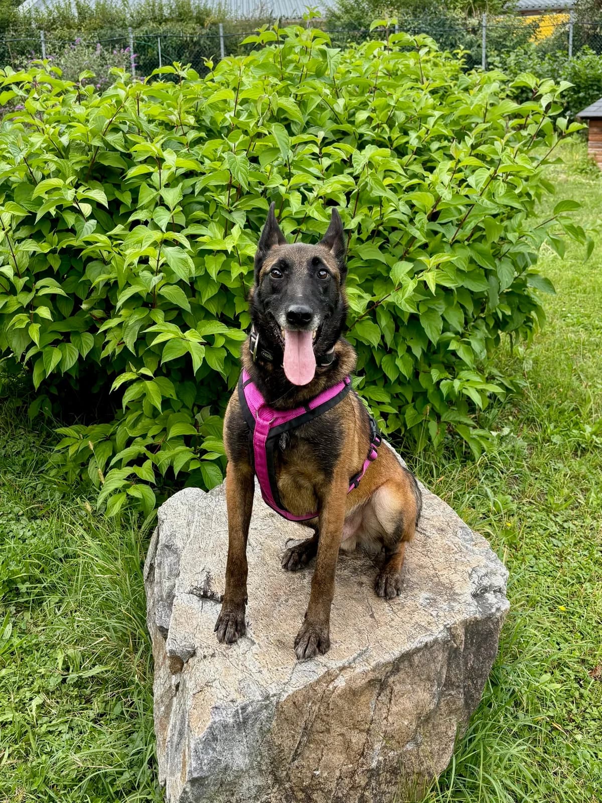 PRINCE, male 4yo Belgian Malinois for adoption at Tierheim Krems, Krems an der Donau