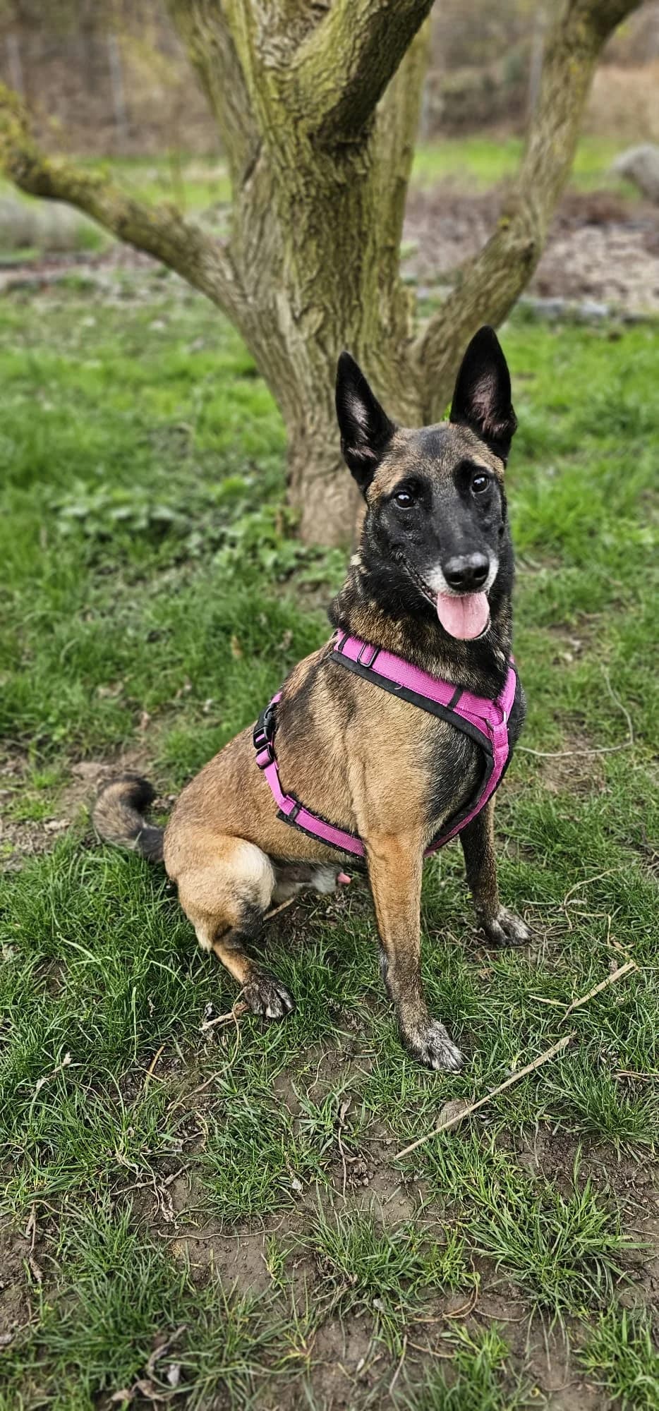 PRINCE, male Belgian Malinois for adoption at Tierheim Krems, Krems — photo 2 of 8