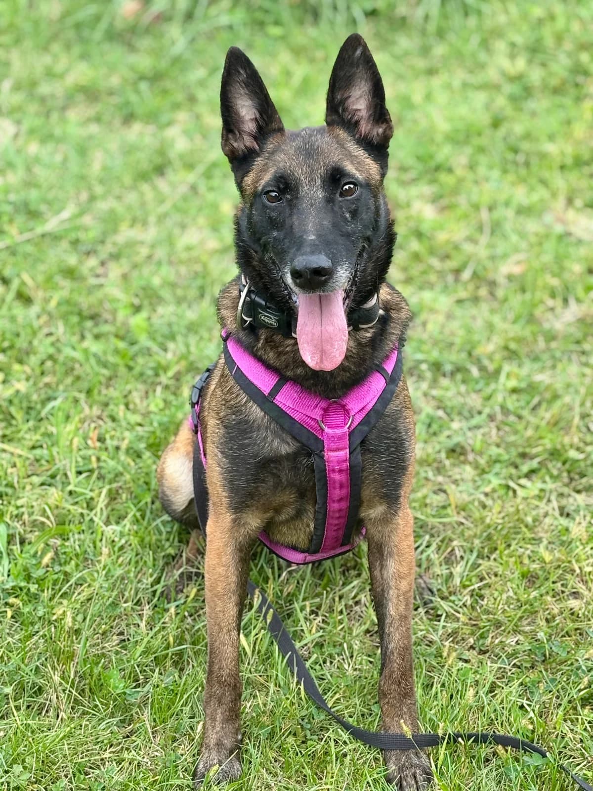 PRINCE, male Belgian Malinois for adoption at Tierheim Krems, Krems — photo 3 of 8