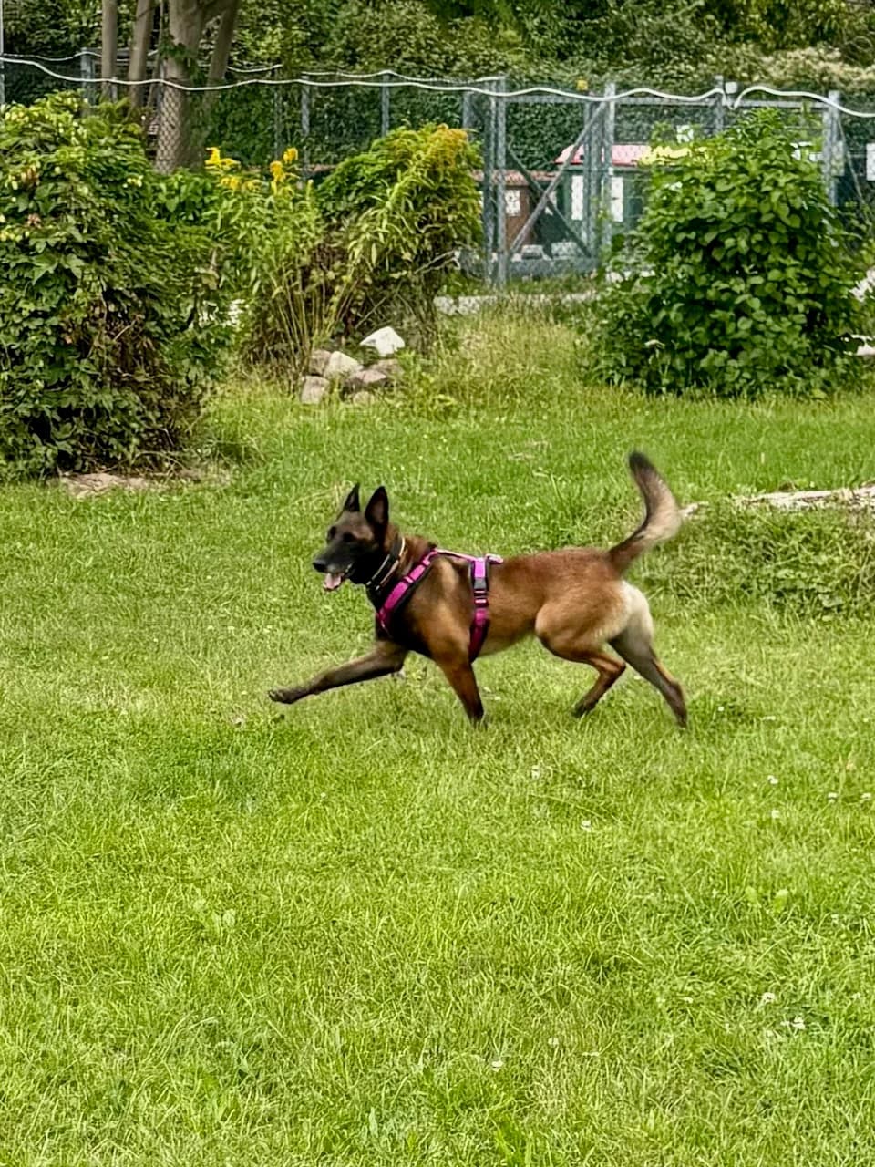 PRINCE, male Belgian Malinois for adoption at Tierheim Krems, Krems — photo 4 of 8