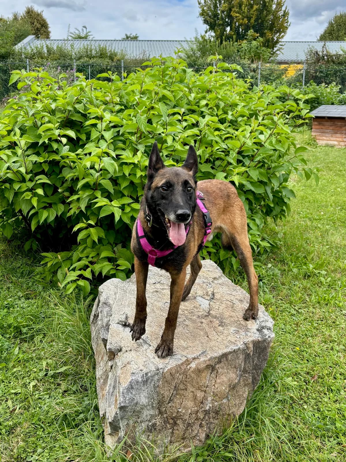 PRINCE, male Belgian Malinois for adoption at Tierheim Krems, Krems — photo 5 of 8
