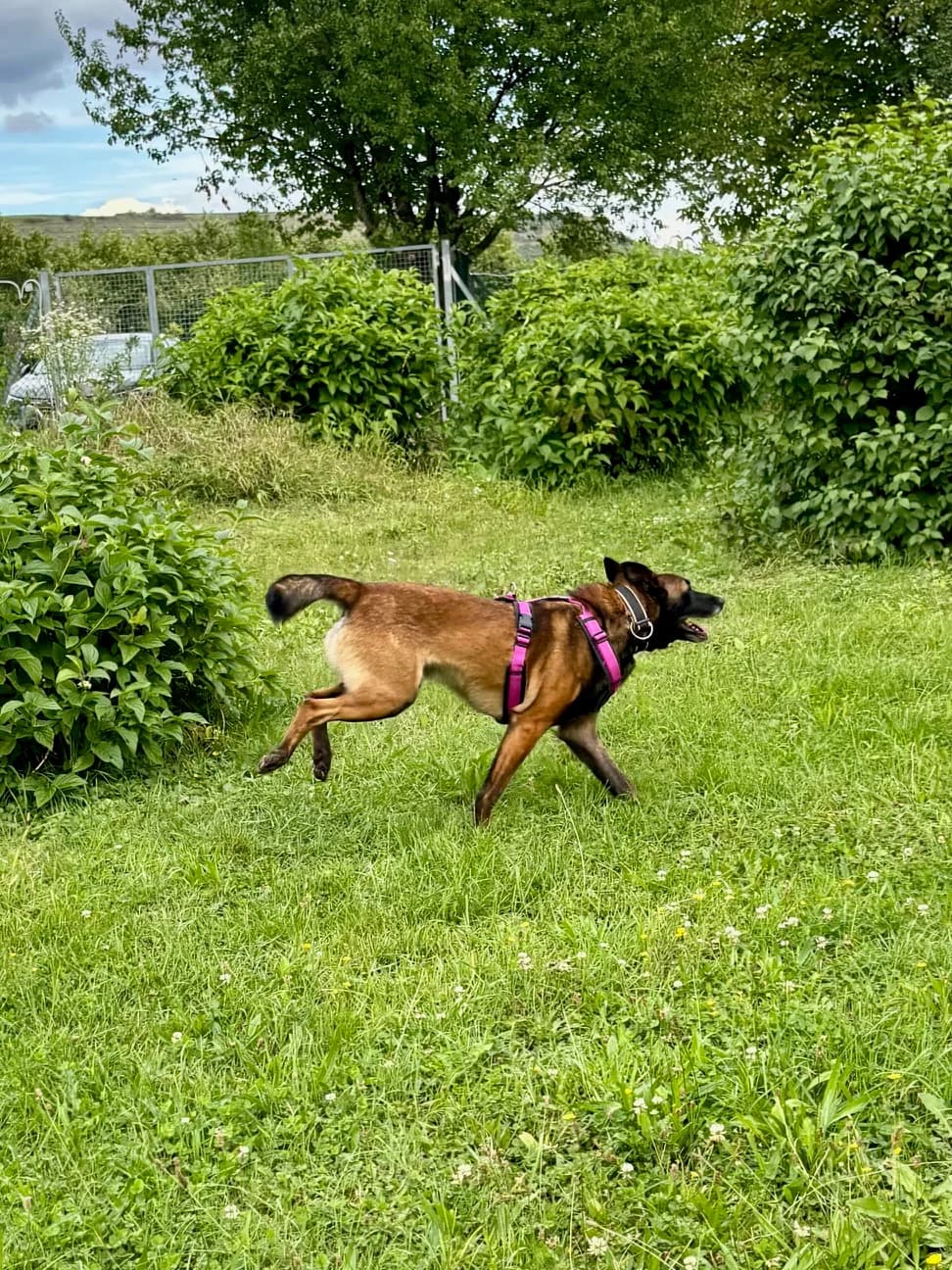 PRINCE, male Belgian Malinois for adoption at Tierheim Krems, Krems — photo 6 of 8