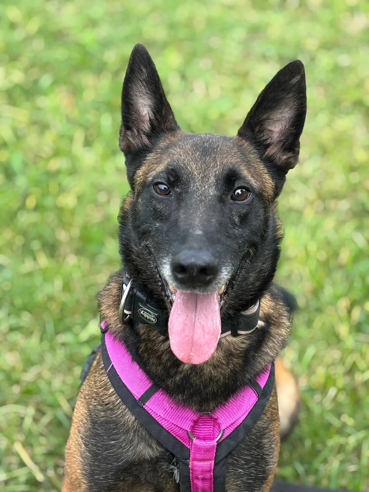 PRINCE, male Belgian Malinois for adoption at Tierheim Krems, Krems — photo 7 of 8