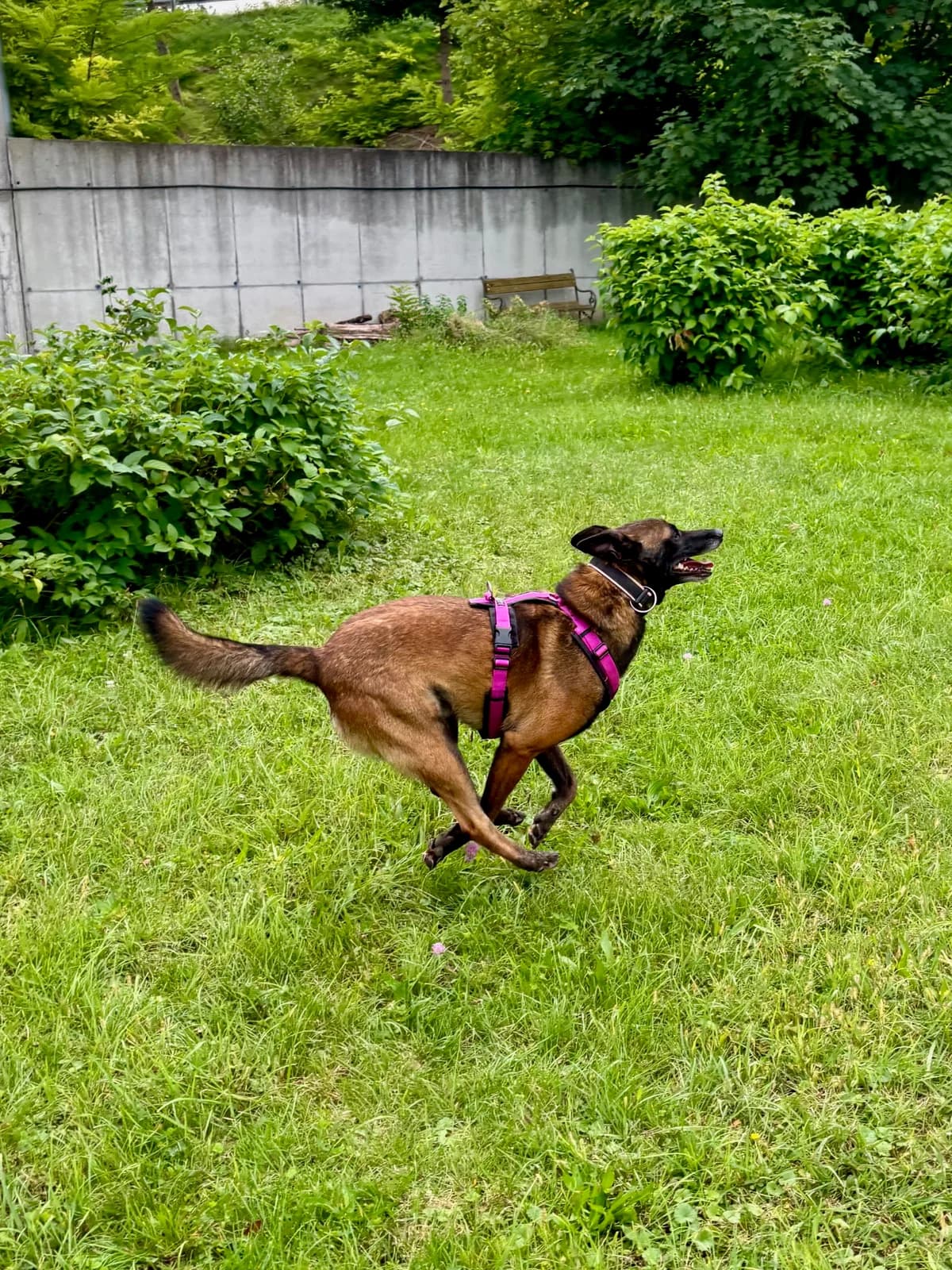 PRINCE, male Belgian Malinois for adoption at Tierheim Krems, Krems — photo 8 of 8