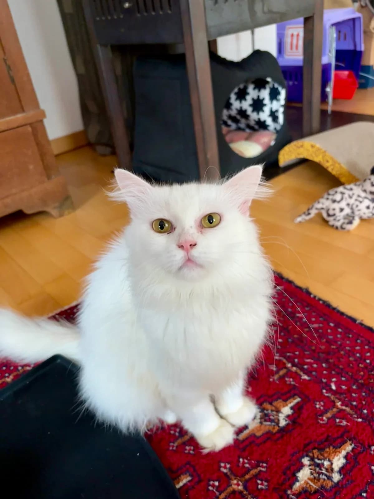 FLUFFY & SNOWY, Snowy weiß, Fluffy getigert female Persian for adoption at Tierheim Krems, Krems