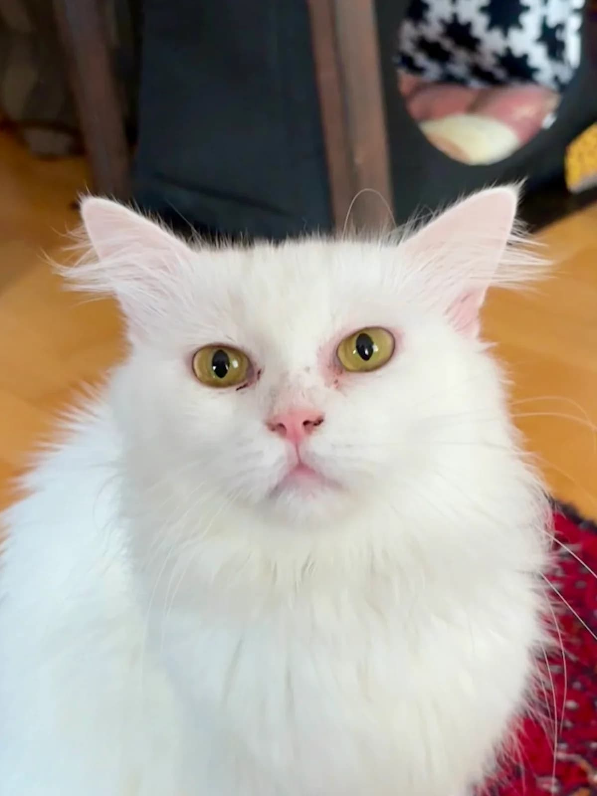FLUFFY & SNOWY, Snowy weiß, Fluffy getigert female Persian for adoption at Tierheim Krems, Krems — photo 3 of 6