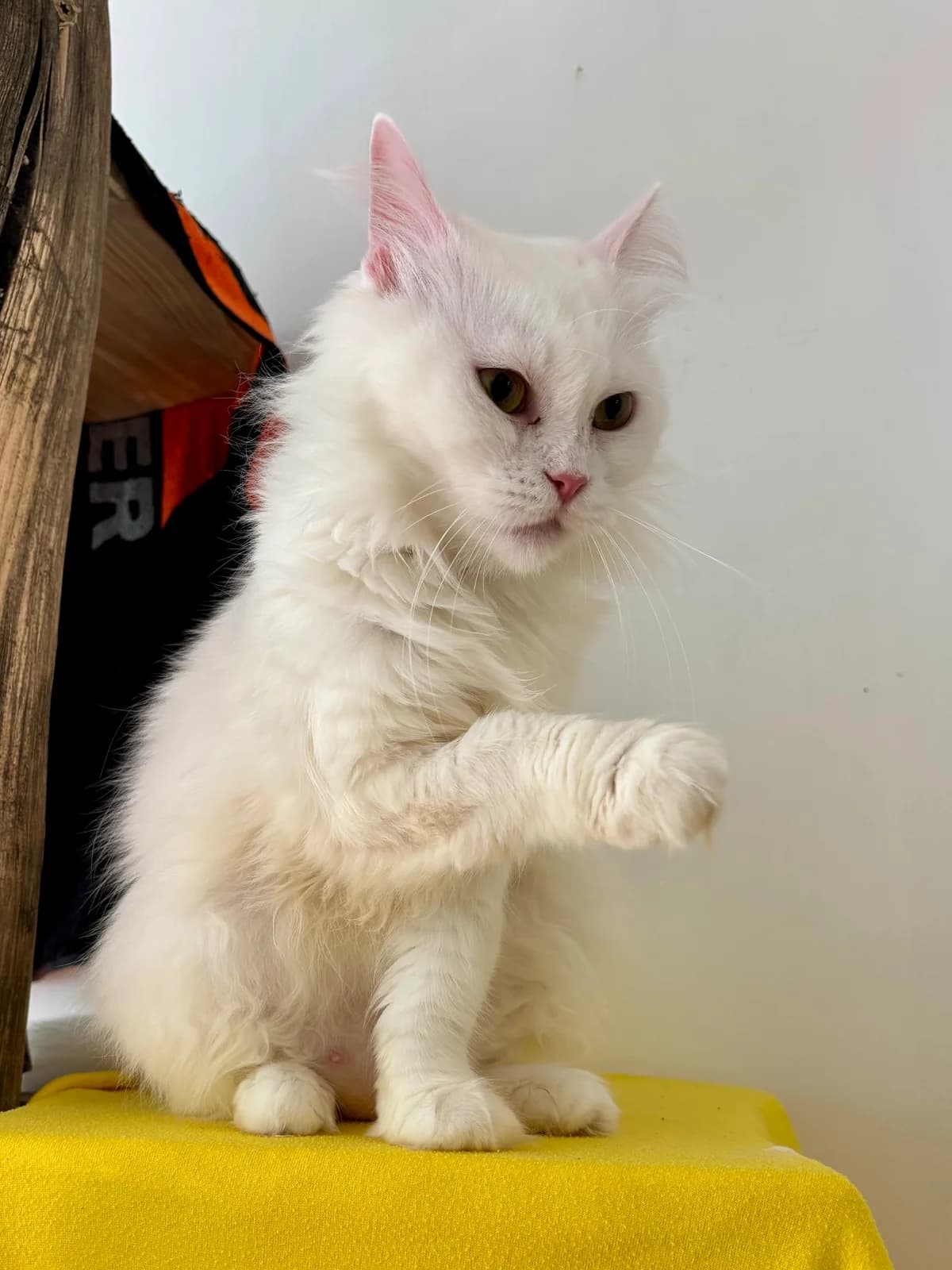 FLUFFY & SNOWY, Snowy weiß, Fluffy getigert female Persian for adoption at Tierheim Krems, Krems — photo 5 of 6