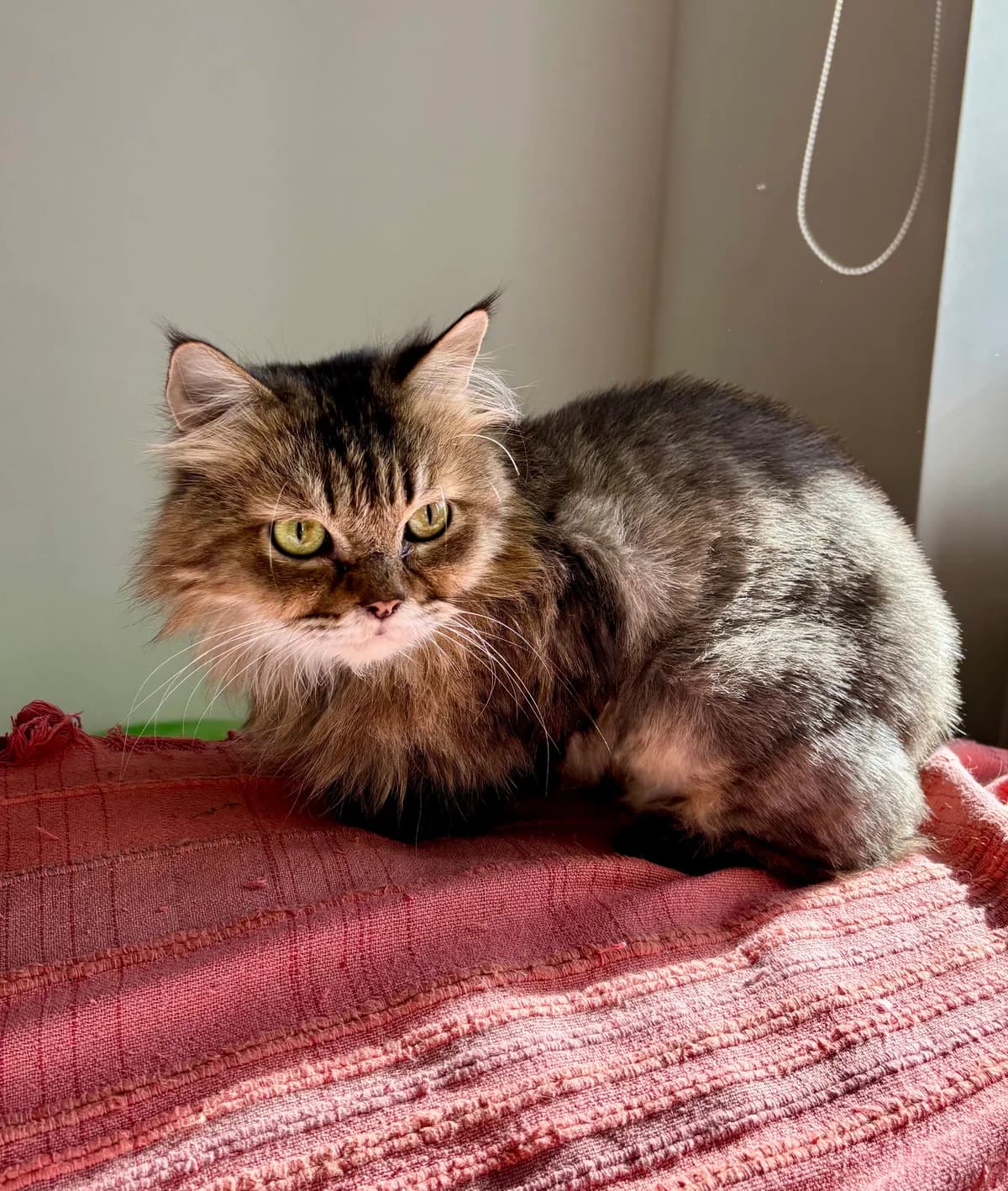 FLUFFY & SNOWY, Snowy weiß, Fluffy getigert female Persian for adoption at Tierheim Krems, Krems — photo 6 of 6